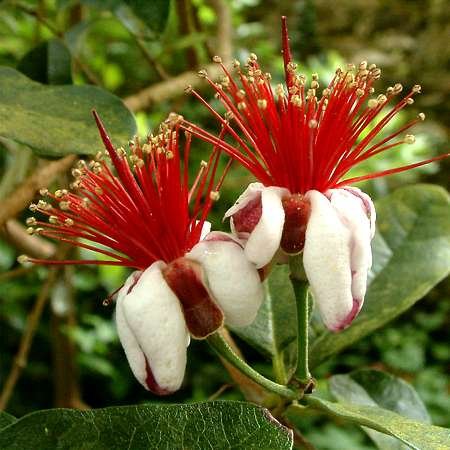 Feijoa sellowiana